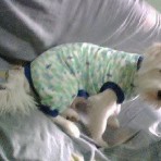 Puchy
